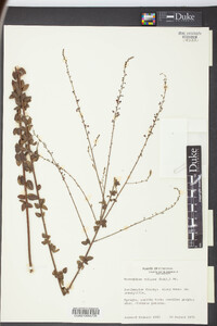 Desmodium ciliare image