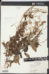 Desmodium dillenii image