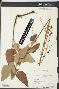 Desmodium floridanum image