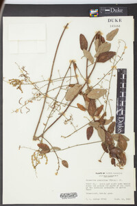 Desmodium glabellum image