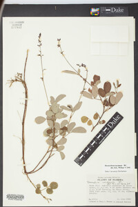 Desmodium incanum image