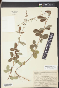 Desmodium incanum image