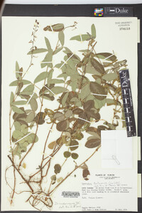 Desmodium incanum image