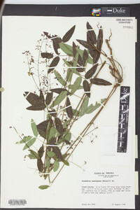 Desmodium laevigatum image