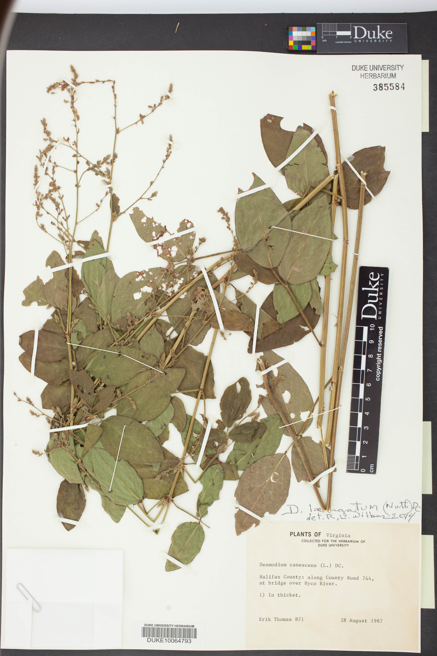 Desmodium laevigatum image