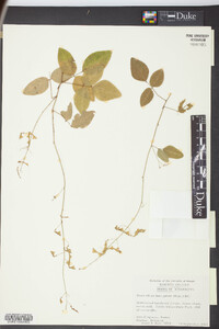 Desmodium laevigatum image