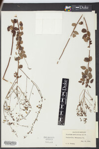 Desmodium marilandicum image