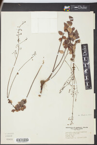 Desmodium marilandicum image