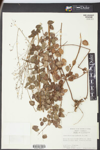 Desmodium marilandicum image