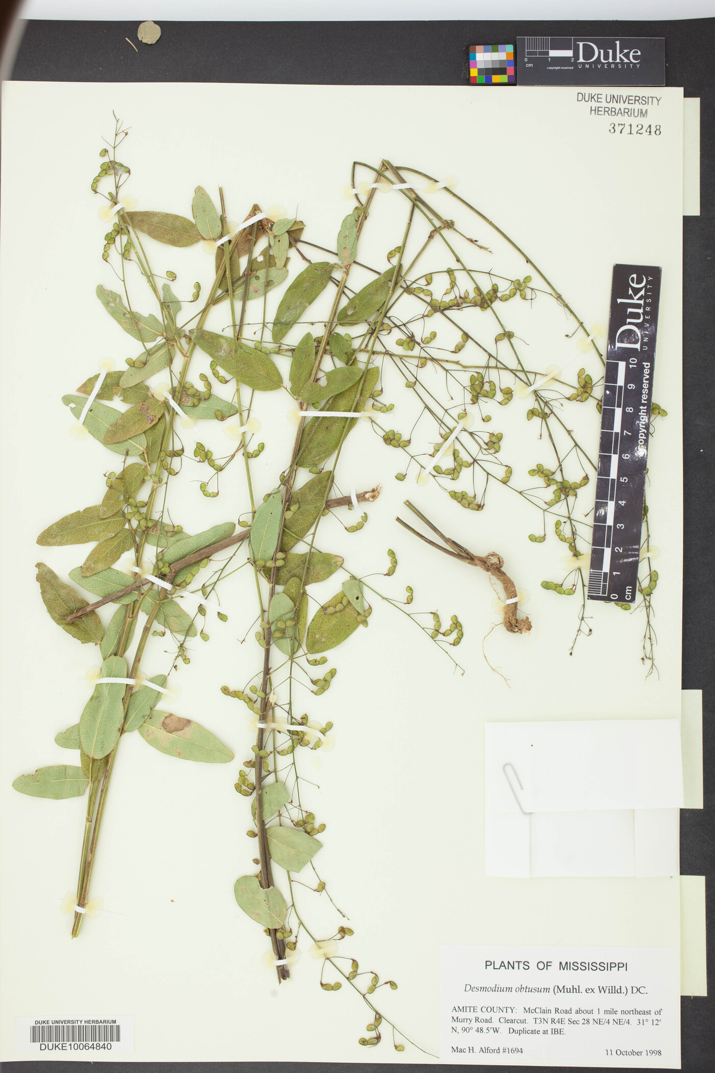 Desmodium obtusum image