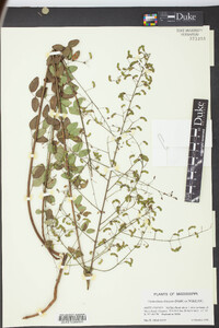 Desmodium obtusum image