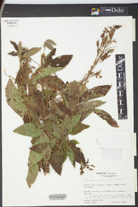 Desmodium perplexum image