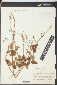 Desmodium perplexum image