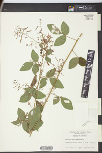 Desmodium perplexum image