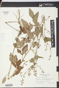 Desmodium perplexum image