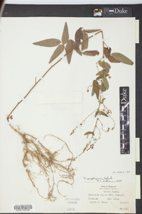 Desmodium perplexum image