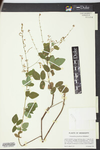 Desmodium perplexum image