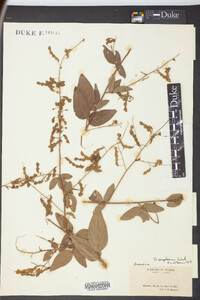 Desmodium perplexum image