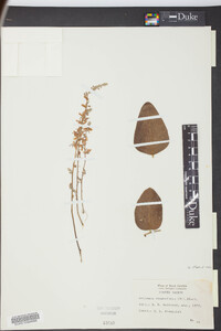 Desmodium rhombifolium image