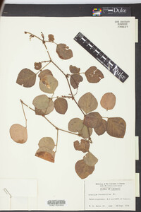 Desmodium rotundifolium image