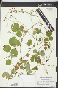 Desmodium rotundifolium image