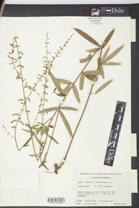 Desmodium sessilifolium image