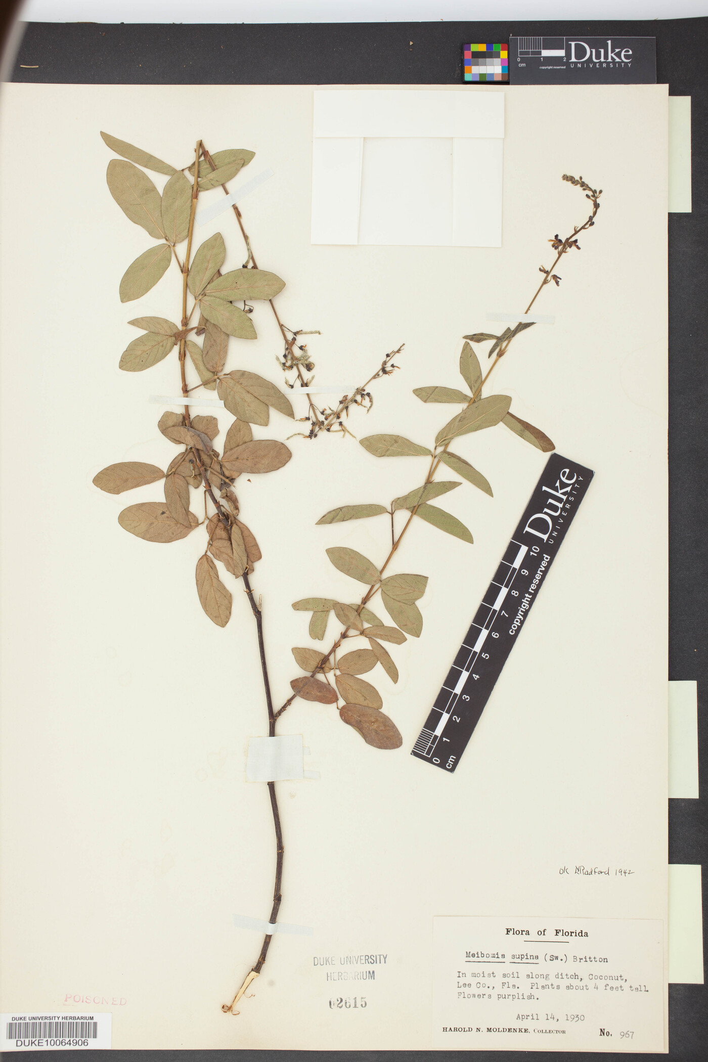 Desmodium incanum var. incanum image