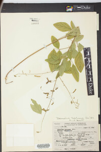 Desmodium tortuosum image