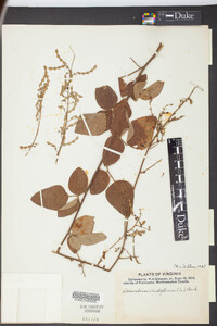 Desmodium viridiflorum image