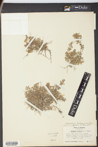 Desmodium triflorum image