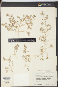 Desmodium triflorum image