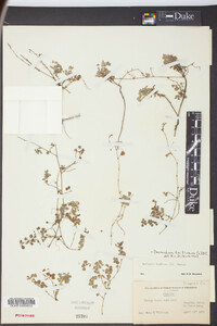 Desmodium triflorum image