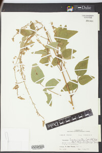 Desmodium laevigatum image