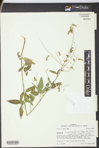 Desmodium laevigatum image