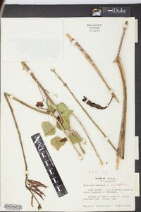 Erythrina herbacea image