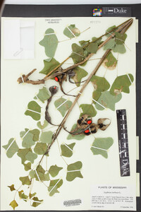 Erythrina herbacea image