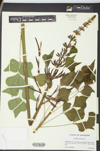 Erythrina herbacea image