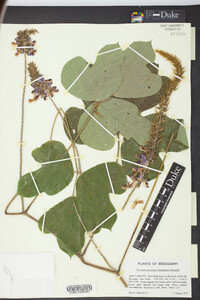 Erythrina herbacea image