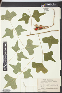 Erythrina herbacea image