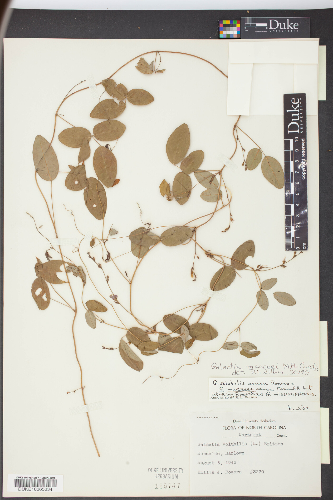 Galactia macreei image