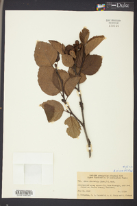 Alnus crispa image