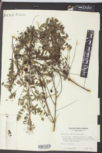 Indigofera caroliniana image