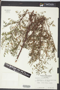 Indigofera caroliniana image