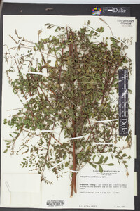 Indigofera caroliniana image