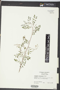 Indigofera caroliniana image