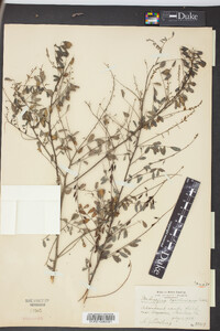 Indigofera caroliniana image