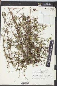 Indigofera caroliniana image