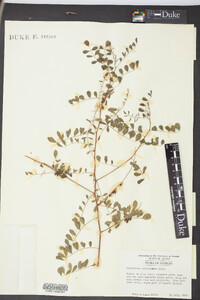 Indigofera caroliniana image