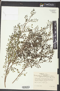 Indigofera caroliniana image