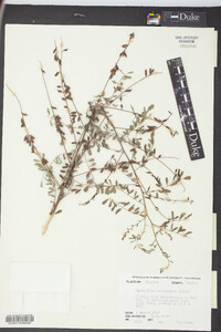 Indigofera caroliniana image